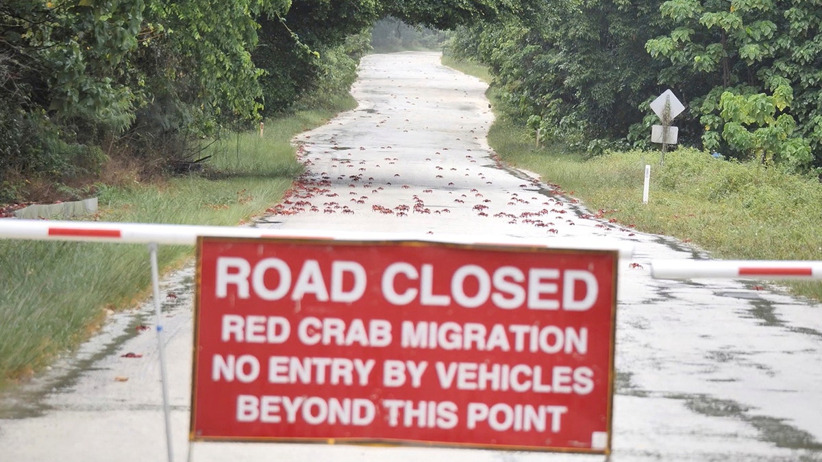 Roads are closed on Christmas Island to accommodate the migration.