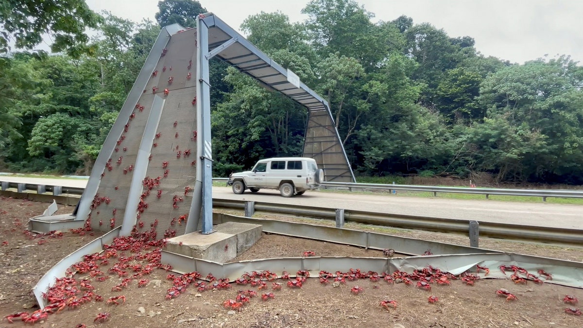 Bridges have been built to help the crabs cross a main road.