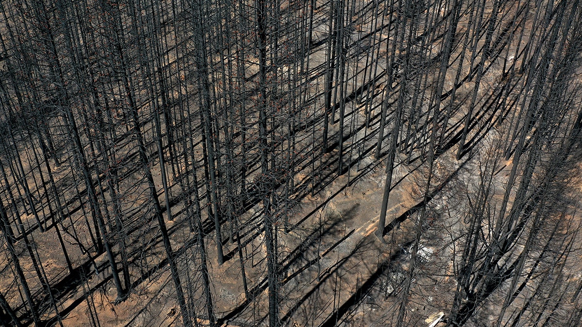 In an aerial view, trees cast shadows in an area burned by the Dixie Fire on Sept. 24, 2021 in Greenville, California. 