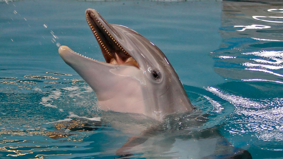 Winter the dolphin plays in the water at the Clearwater Marine Aquarium, Sunday, June 17, 2018, in Clearwater, Fla. A prosthetic-tailed dolphin named Winter that starred in the "Dolphin Tale" movies died Thursday evening Nov. 11, 2021 at a Florida aquarium despite life-saving efforts to treat a gastrointestinal abnormality, aquarium officials said.(Jim Damaske/Tampa Bay Times via AP, File)