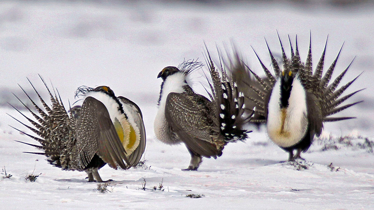 In this April 20, 2013, file photo, male greater sage grouse perform mating rituals for a female grouse, not pictured, on a lake outside Walden, Colorado. 