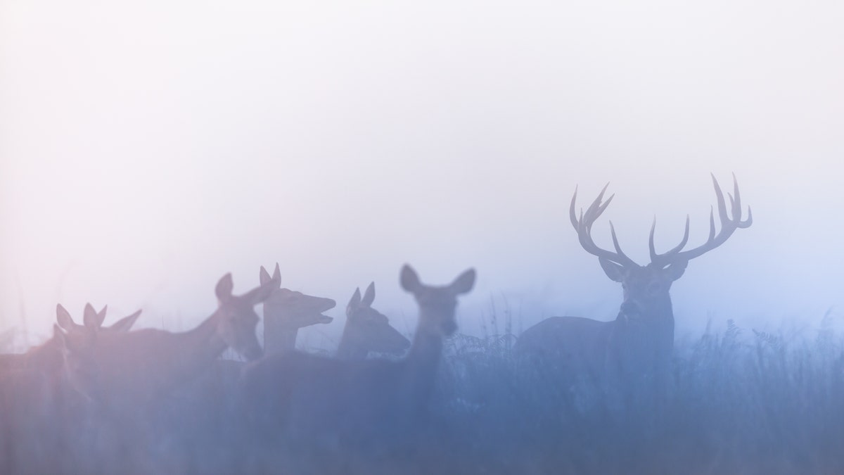 Red deer (Cervus elaphus)