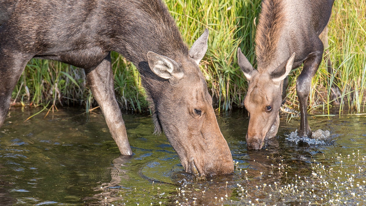 A moose drinks from a water hole with her young at Grand Tetons National Park in Wyoming. A recent study found that warmer winters worsen tick infestation for moose.