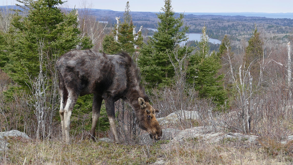A moose in Isle Royale, a Lake Superior island park in Michigan, site of the study.