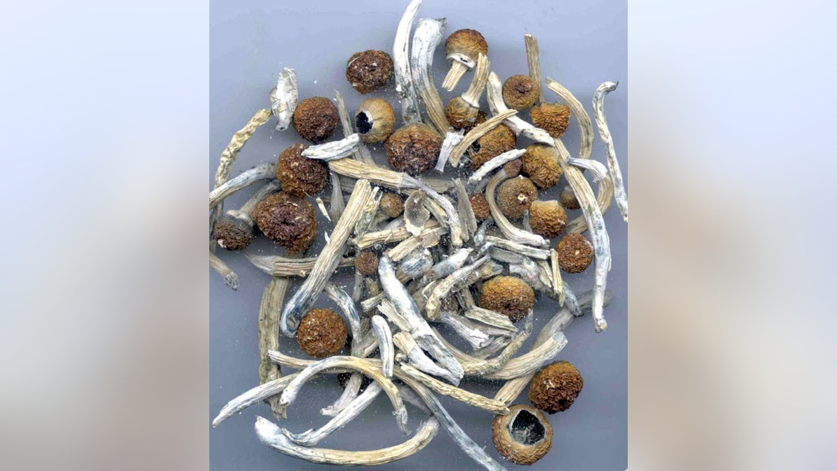 Psilocybin or "magic mushrooms" are seen in an undated photo provided by the U.S. Drug Enforcement Agency (DEA) in Washington, U.S. May 7, 2019. DEA/Handout via REUTERS.