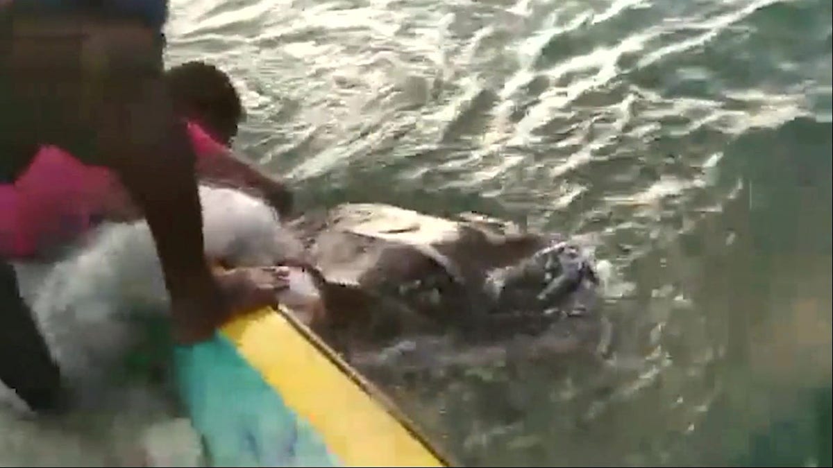 Leatherback turtle freed