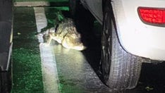 Alligator found hiding under unaware Florida resident's car