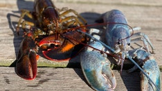 Maine lobsterman scores 1-in-100 million catch: an ultra-rare cotton candy lobster
