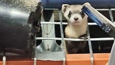 Colorado homeowner finds rarest mammal in North America hiding in their garage