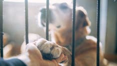 Pet shelters see adoption slowdown after pandemic demand, here's why
