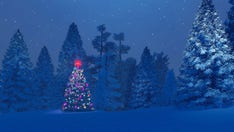 How to go about chopping down your own Christmas tree