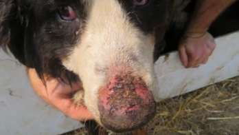 Iowa man banned from breeding dogs after keeping them in ‘unsanitary and unsafe’ conditions, feds say