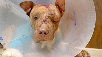 Florida man who beat, stabbed dog will serve 10 years