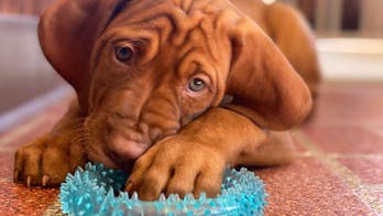 Treating your pet for marijuana poisoning: Veterinarian