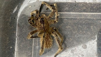 World's most venomous spider found in store-bought bananas