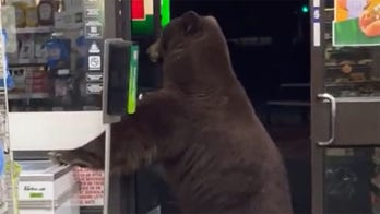 Bear wanders into 7-Eleven in California, terrifying employee