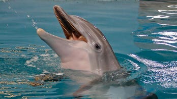 Beloved 'Dolphin Tale' star, Winter, dies at Florida aquarium