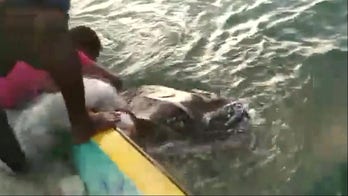 Rare 1,300-pound leatherback turtle freed from fishing net