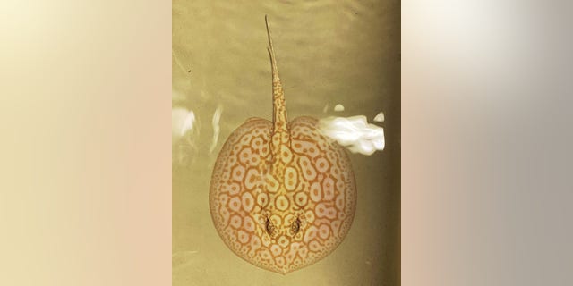 The wardens identified several freshwater stingrays, an invasive species that is illegal to possess.
