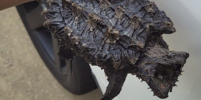 According to the TPWD, it is illegal to own an alligator snapping turtle as a pet without a permit, which the homeowner did not have.