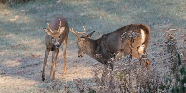 A pair of young antlered deer graze on the edge of the woods in a frost covered field, Saturday, Nov. 6, 2021, in Zelienople, Pa. 