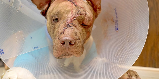 Ollie was treated by vets after being stabbed several times and left inside a suitcase on Oct. 10, 2017. He died two days later. (Mike Stocker/Sun Sentinel/Tribune News Service via Getty Images)