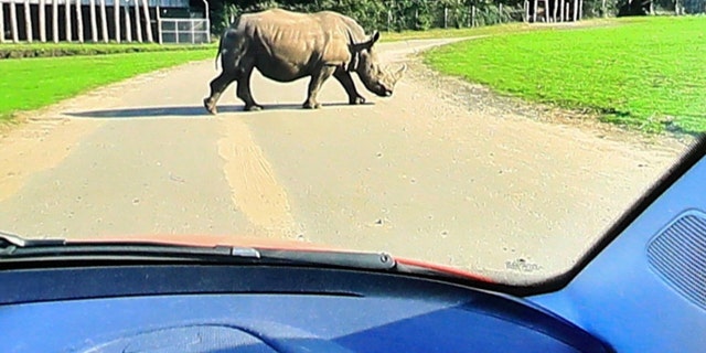 The rhinos roam freely about the park.