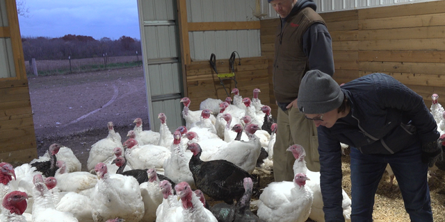 Turkey-farming couple Kyle and Deanna Scott look after their turkeys. 