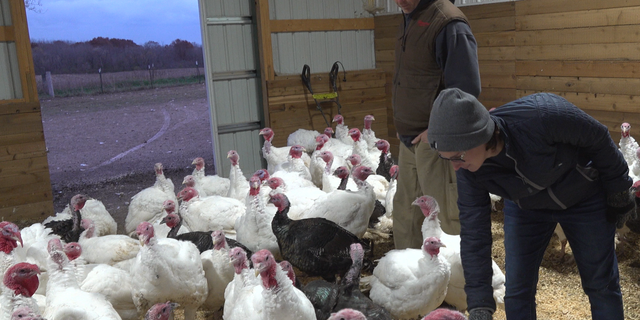 Turkey-farming couple Kyle and Deanna Scott look after their turkeys.