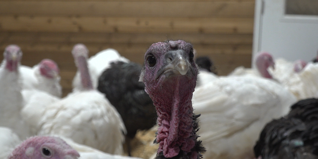 A curious turkey at Old Glory Farm