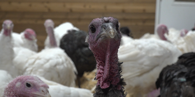 A curious turkey at Old Glory Farm