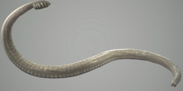 An illustration of a tapeworm