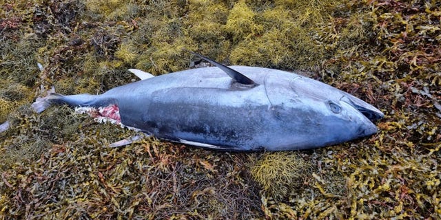 A dead Atlantic bluefin found near Dornie, Highlands