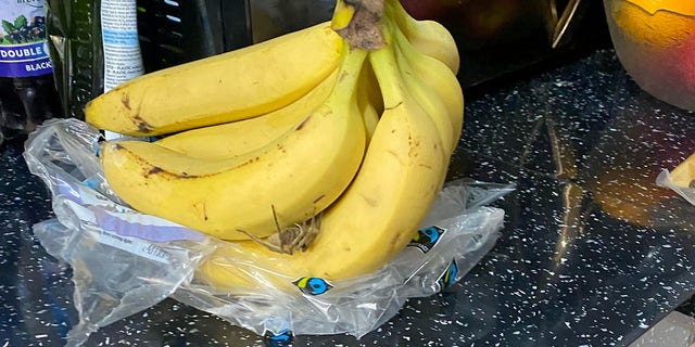 Après avoir jeté les bananes, Stein les a récupérées dans la poubelle pour essayer d'identifier l'animal.