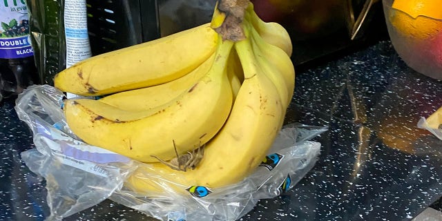 After throwing the bananas away, Stein retrieved them from the garbage in order to try and identify the animal.