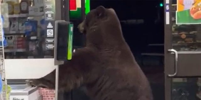 The worker filmed a bear opening the store’s front door and walking right inside. While the animal appeared calm and mostly just curious, it also did not seem to react to the screams from the employee.