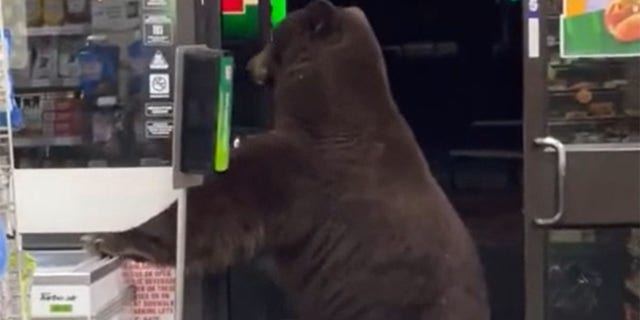 The worker filmed a bear opening the store’s front door and walking right inside. While the animal appeared calm and mostly just curious, it also did not seem to react to the screams from the employee.
