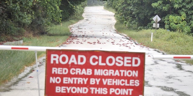 Roads are closed on Christmas Island to accommodate the migration.