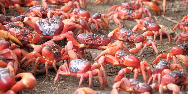 过度 120 million crabs are part of the migration.