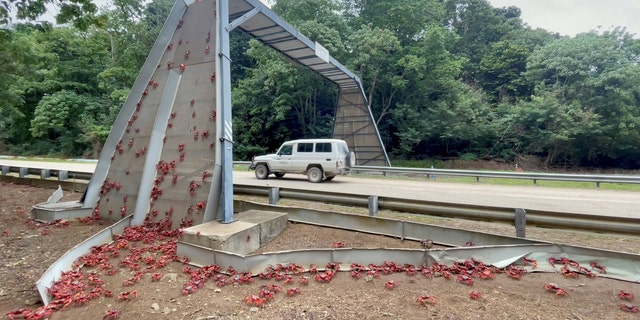 Bridges have been built to help the crabs cross a main road.