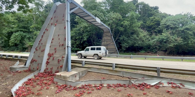 Bridges have been built to help the crabs cross a main road.