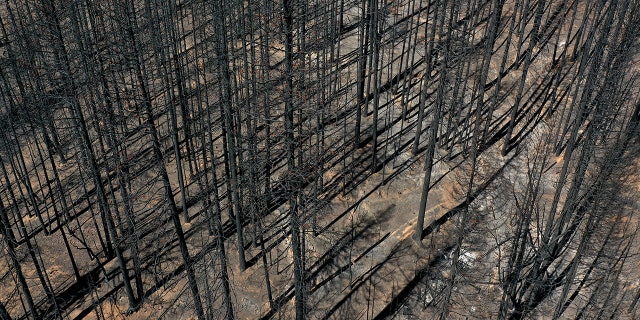 In an aerial view, trees cast shadows in an area burned by the Dixie Fire on Sept. 24, 2021 in Greenville, California.