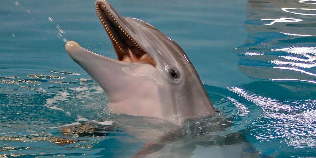 Winter the dolphin plays in the water at the Clearwater Marine Aquarium, Sunday, June 17, 2018, in Clearwater, Fla. A prosthetic-tailed dolphin named Winter that starred in the "Dolphin Tale" movies died Thursday evening Nov. 11, 2021 at a Florida aquarium despite life-saving efforts to treat a gastrointestinal abnormality, aquarium officials said.(Jim Damaske/Tampa Bay Times via AP, File)