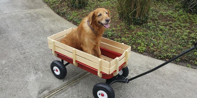 A dog owner and tired pooch received a helping hand from a pair of observant neighbors who had a wagon to spare. The kind moment, which was documented by Zena Rodriguez on TikTok, has warmed hearts.