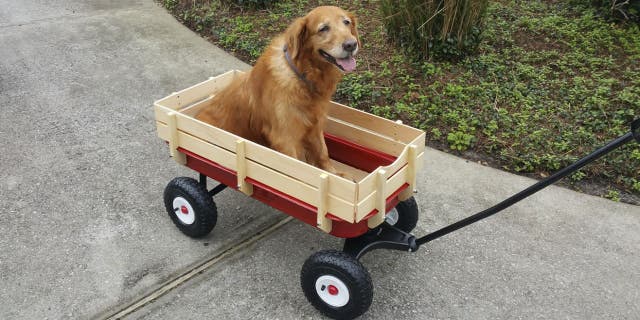 A dog owner and tired pooch received a helping hand from a pair of observant neighbors who had a wagon to spare. The kind moment, which was documented by Zena Rodriguez on TikTok, has warmed hearts.