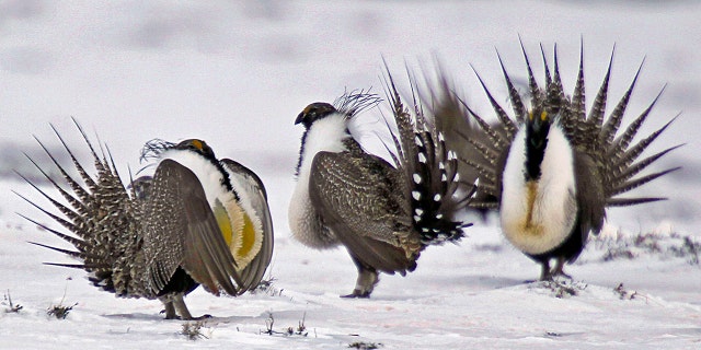 In this April 20, 2013, file photo, male greater sage grouse perform mating rituals for a female grouse, not pictured, on a lake outside Walden, Colorado.