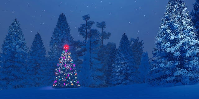 Cutting down your own tree isn’t as simple as just going out to the woods, finding a tree and cutting it down.
