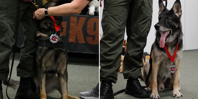 K-9s Endo e Axe con l'ufficio dello sceriffo di Volusia hanno ricevuto il Purple Heart dello sceriffo e la Medal of Honor da Irondog K9, a non-profit organization that supports K-9 teams across the country and helped cover the dogs’ medical bills.