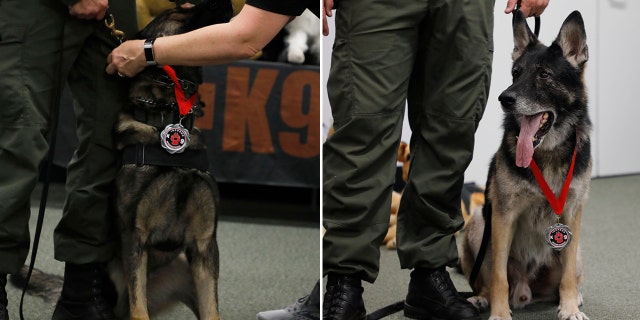 K-9s Endo and Ax with the Volusia Sheriff’s Office received the sheriff’s Purple Heart and the Medal of Honor from Irondog K9, a non-profit organization that supports K-9 teams across the country and helped cover the dogs’ medical bills.