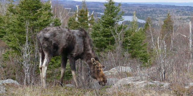 A moose in Isle Royale, a Lake Superior island park in Michigan, site of the study.